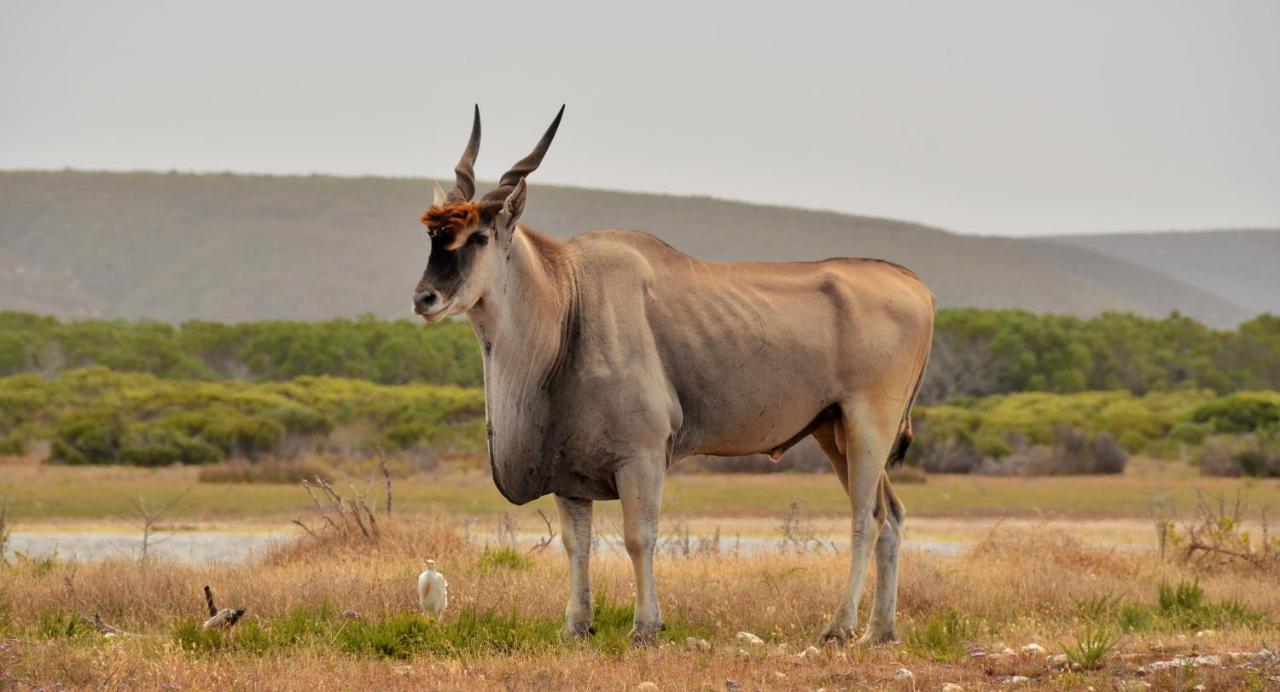 De Hoop Collection - Equipped Cottages De Hoop Nature Reserve Екстериор снимка