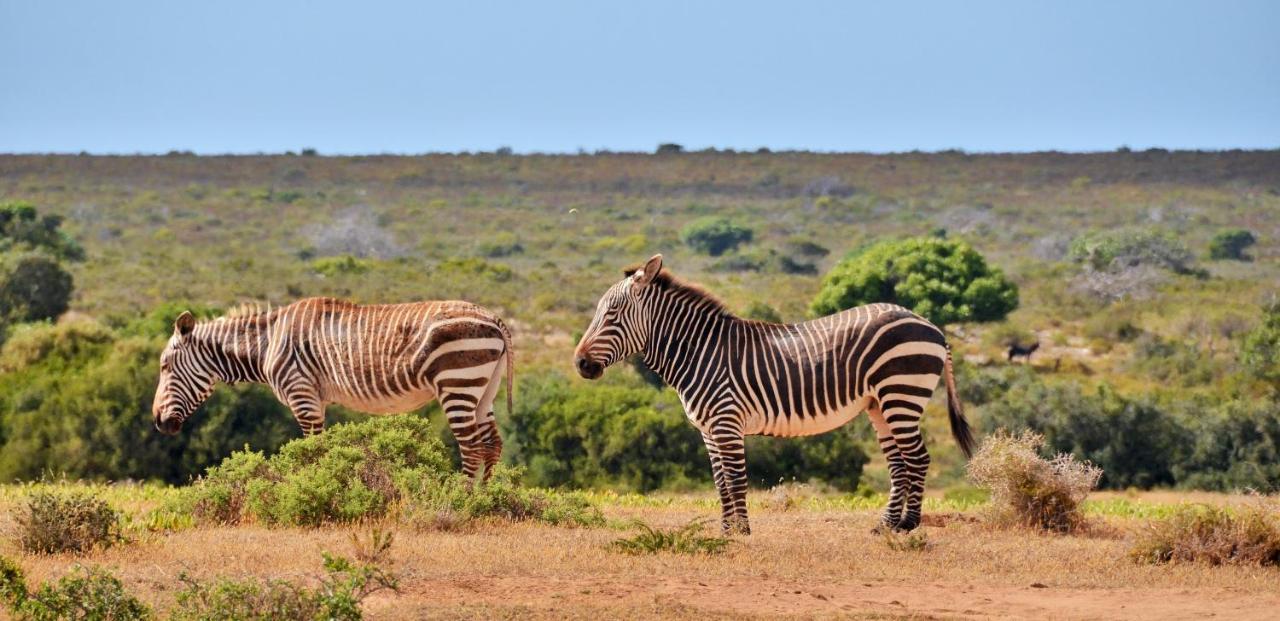 De Hoop Collection - Equipped Cottages De Hoop Nature Reserve Екстериор снимка